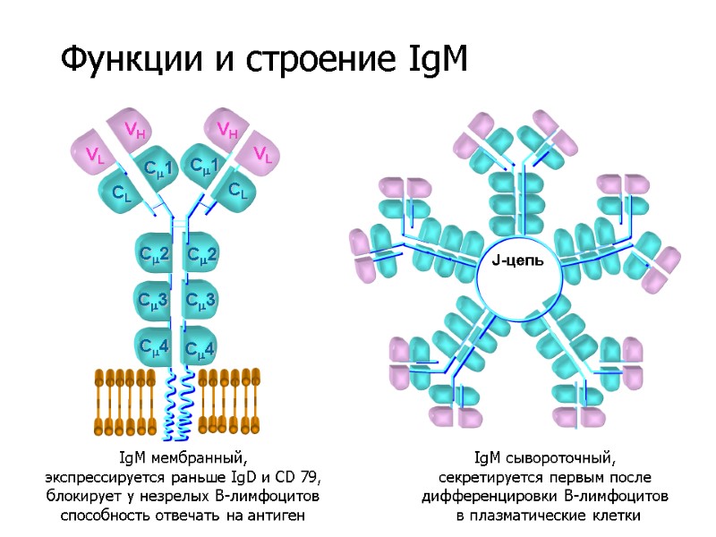 VL VH VH VL C3 C2 CL C1 IgM мембранный, экспрессируется раньше IgD и